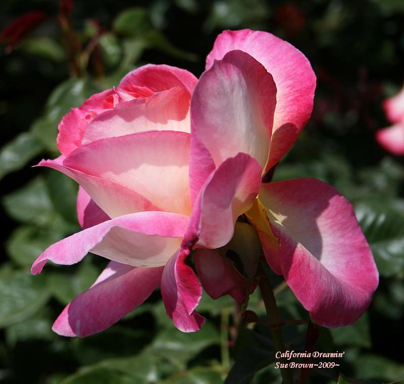 Photo of Rose (Rosa 'California Dreamin'') uploaded by Calif_Sue
