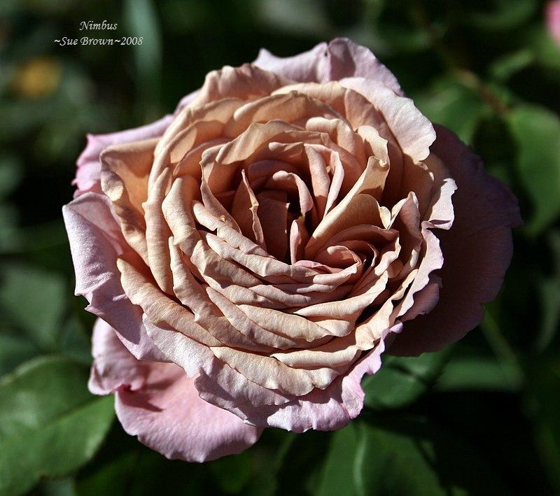 Photo of Rose (Rosa 'Nimbus') uploaded by Calif_Sue