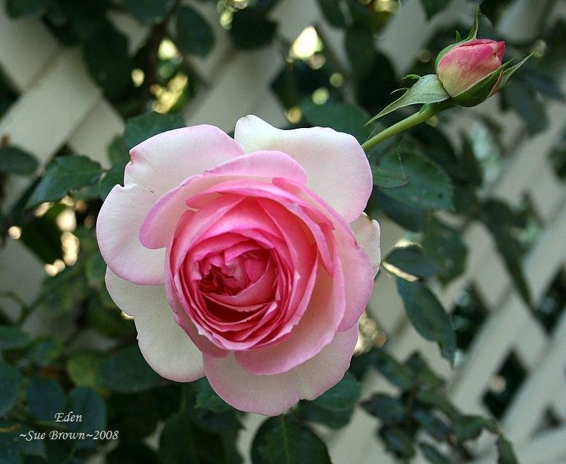 Photo of Rose (Rosa 'Pierre de Ronsard') uploaded by Calif_Sue