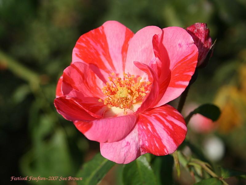 Photo of Rose (Rosa 'Festival Fanfare') uploaded by Calif_Sue