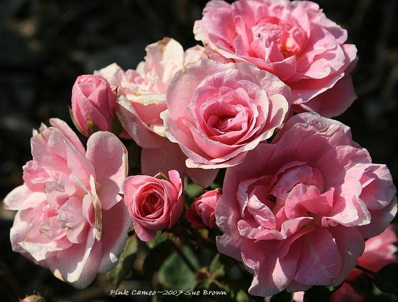 Photo of Rose (Rosa 'Pink Cameo') uploaded by Calif_Sue