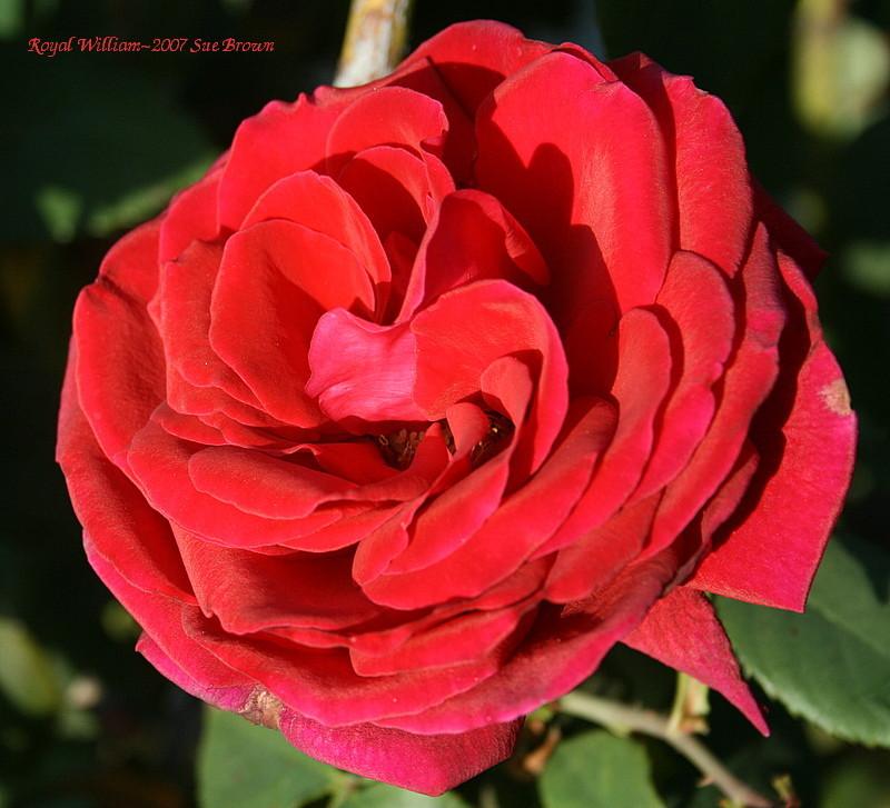 Photo of Rose (Rosa 'Royal William') uploaded by Calif_Sue