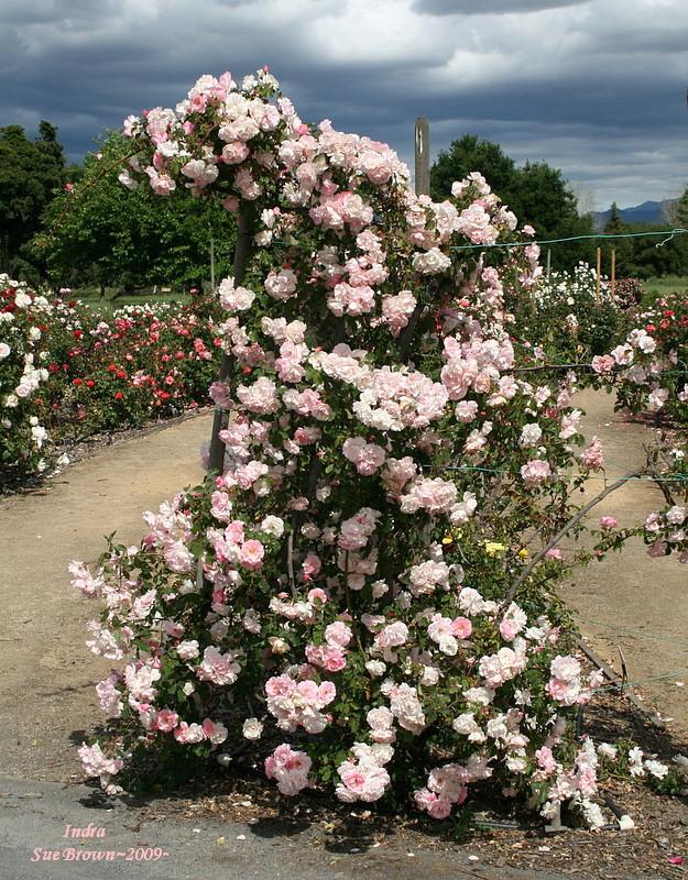 Photo of Rose (Rosa 'Indra') uploaded by Calif_Sue