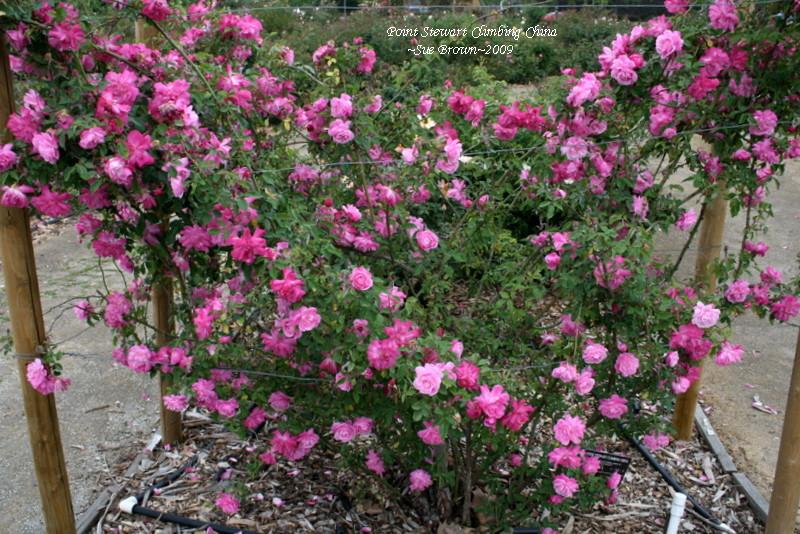 Photo of Rose (Rosa 'Old Blush, Cl.') uploaded by Calif_Sue