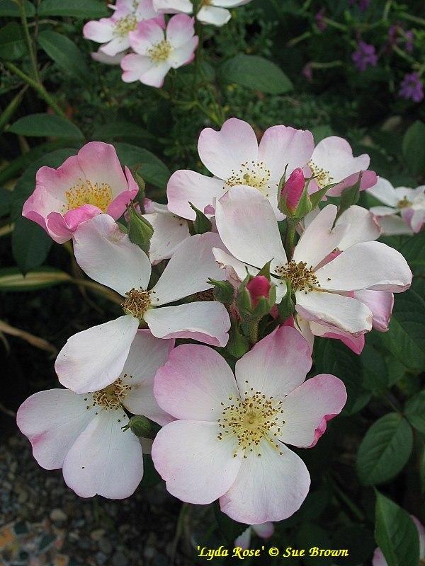 Photo of Rose (Rosa 'Lyda Rose') uploaded by Calif_Sue
