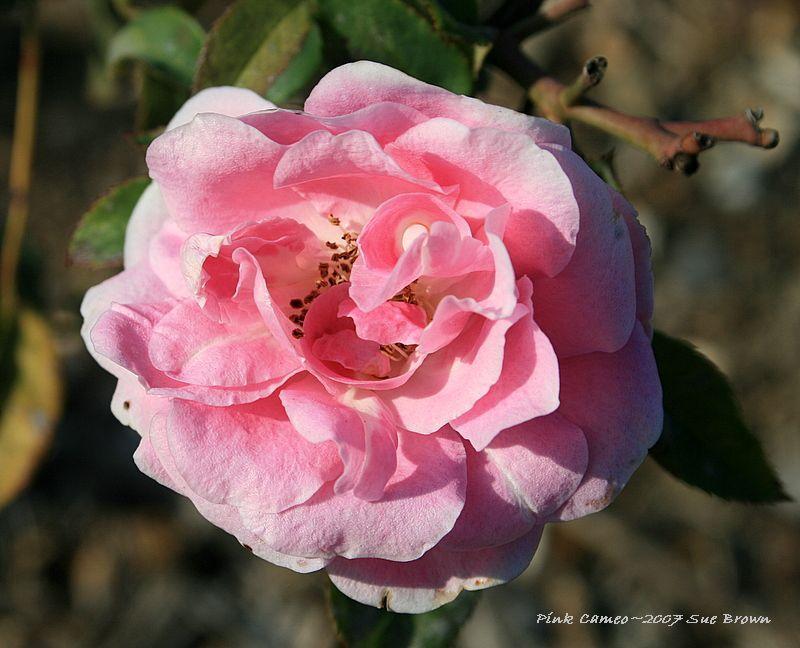 Photo of Rose (Rosa 'Pink Cameo') uploaded by Calif_Sue