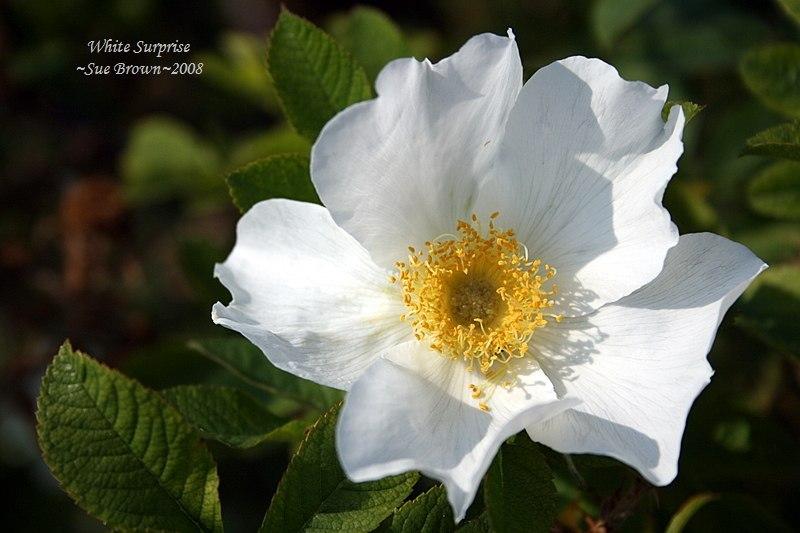 Photo of Rose (Rosa 'White Surprise') uploaded by Calif_Sue