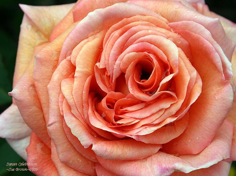 Photo of Rose (Rosa 'Sunset Celebration') uploaded by Calif_Sue