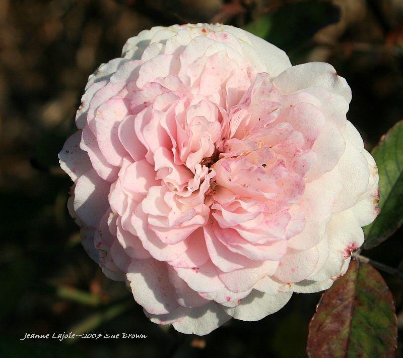 Photo of Rose (Rosa 'Jeanne Lajoie') uploaded by Calif_Sue