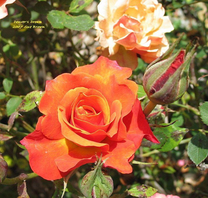 Photo of Rose (Rosa 'Denver's Dream') uploaded by Calif_Sue