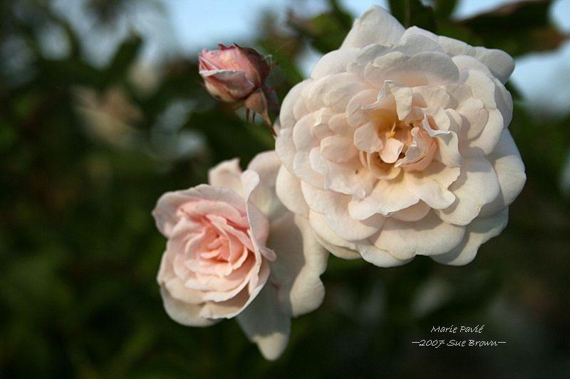 Photo of Rose (Rosa 'Marie Pavie') uploaded by Calif_Sue