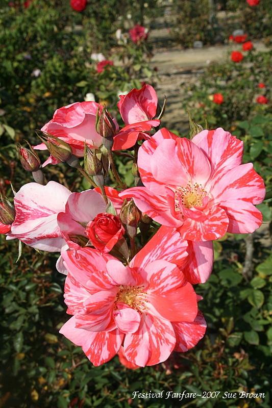 Photo of Rose (Rosa 'Festival Fanfare') uploaded by Calif_Sue