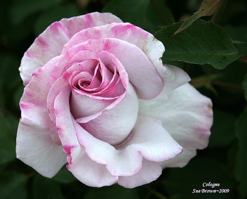 Photo of Rose (Rosa 'Cologne') uploaded by Calif_Sue