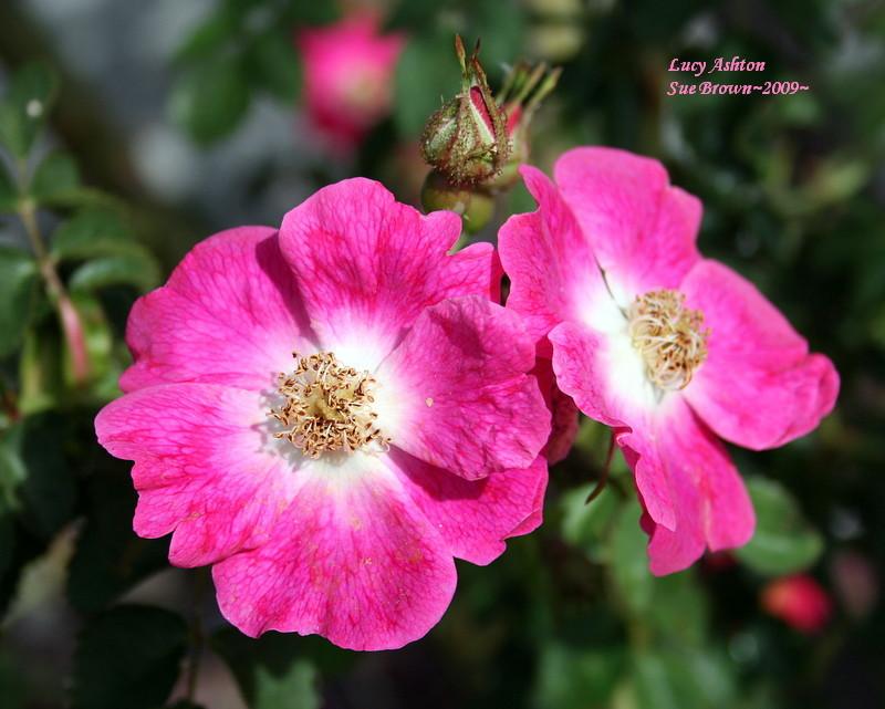 Photo of Hybrid Sweetbriar Rose (Rosa 'Lucy Ashton') uploaded by Calif_Sue