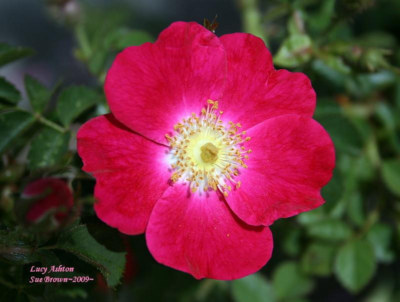 Photo of Hybrid Sweetbriar Rose (Rosa 'Lucy Ashton') uploaded by Calif_Sue