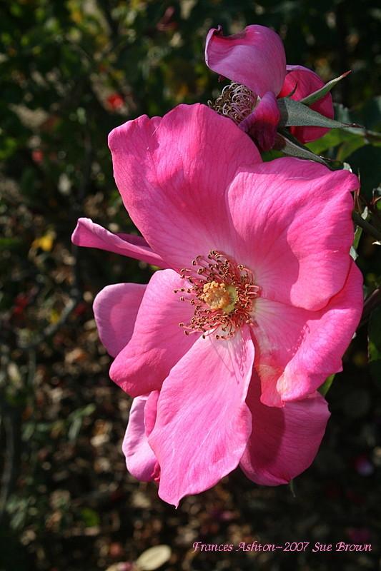 Photo of Rose (Rosa 'Frances Ashton') uploaded by Calif_Sue
