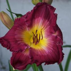 
I love the saturated color of this daylily.