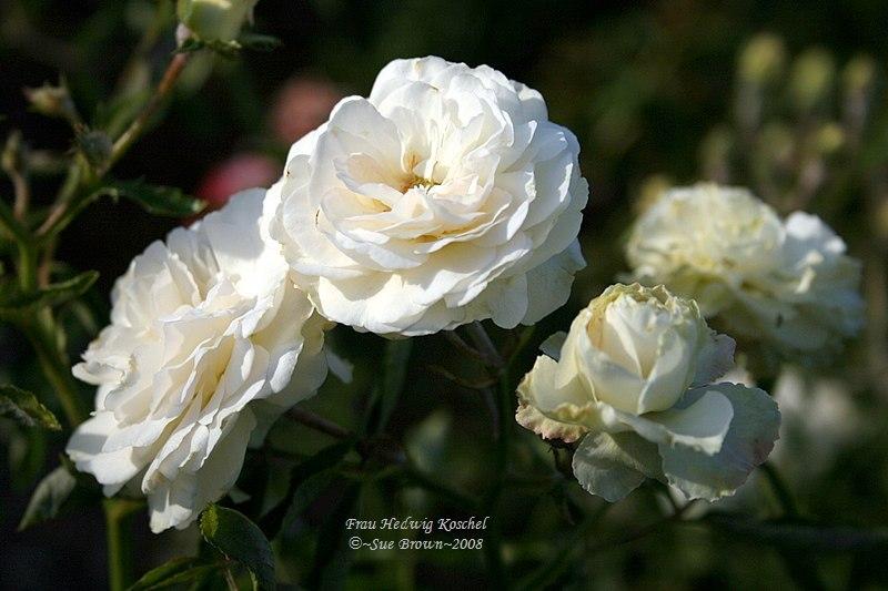 Photo of Rose (Rosa 'Frau Hedwig Koschel') uploaded by Calif_Sue