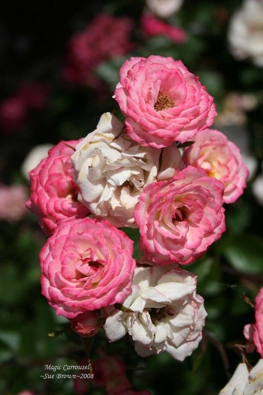 Photo of Rose (Rosa 'Magic Carrousel') uploaded by Calif_Sue