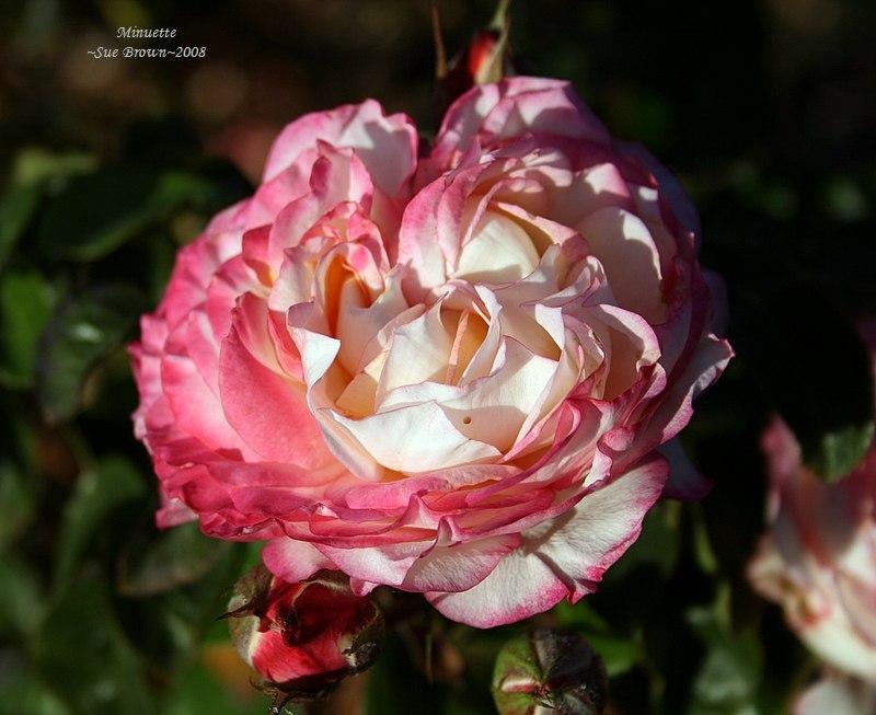 Photo of Rose (Rosa 'Minuette') uploaded by Calif_Sue