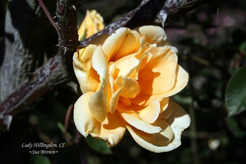 Photo of Climbing Tea Rose (Rosa 'Lady Hillingdon, Climber') uploaded by Calif_Sue