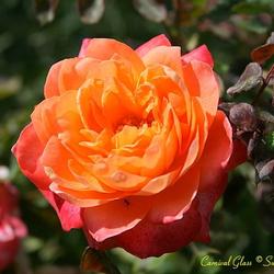 
San Jose Heritage Rose Garden, CA.