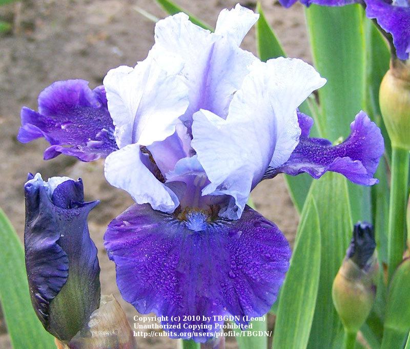 Photo of Intermediate Bearded Iris (Iris 'Mariposa Wizard') uploaded by TBGDN