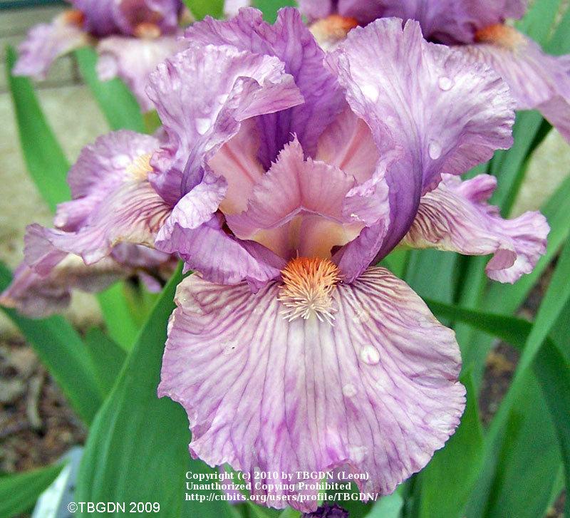 Photo of Intermediate Bearded Iris (Iris 'Miss Mauve') uploaded by TBGDN