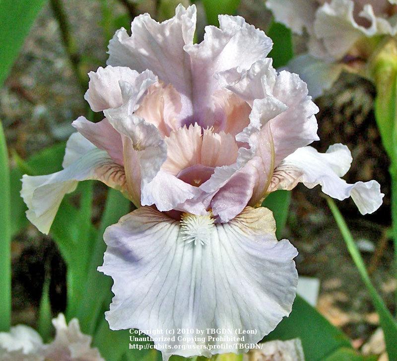 Photo of Intermediate Bearded Iris (Iris 'Londonderry') uploaded by TBGDN