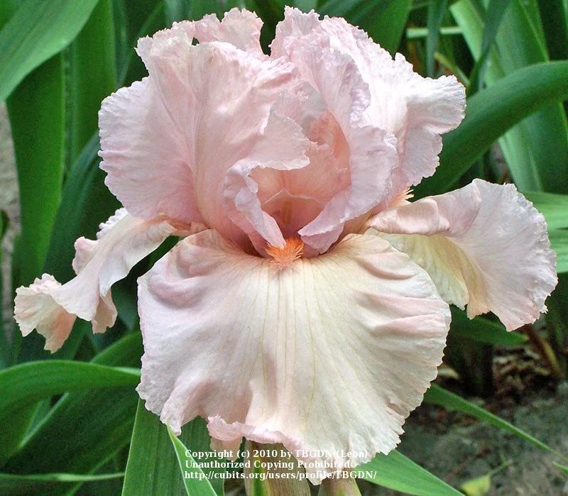 Photo of Tall Bearded Iris (Iris 'Presence') uploaded by TBGDN