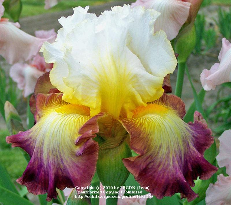 Photo of Tall Bearded Iris (Iris 'Starship Enterprise') uploaded by TBGDN