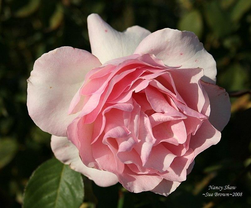 Photo of Rose (Rosa 'Nancy Shaw') uploaded by Calif_Sue