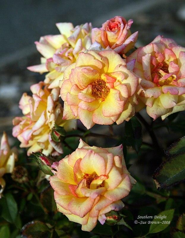 Photo of Rose (Rosa 'Southern Delight') uploaded by Calif_Sue