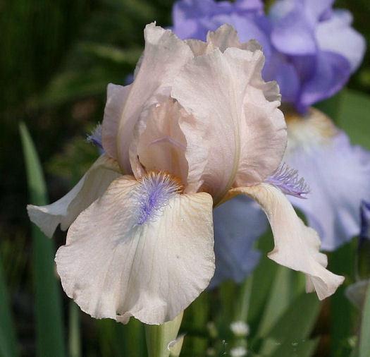 Photo of Intermediate Bearded Iris (Iris 'Concertina') uploaded by MShadow