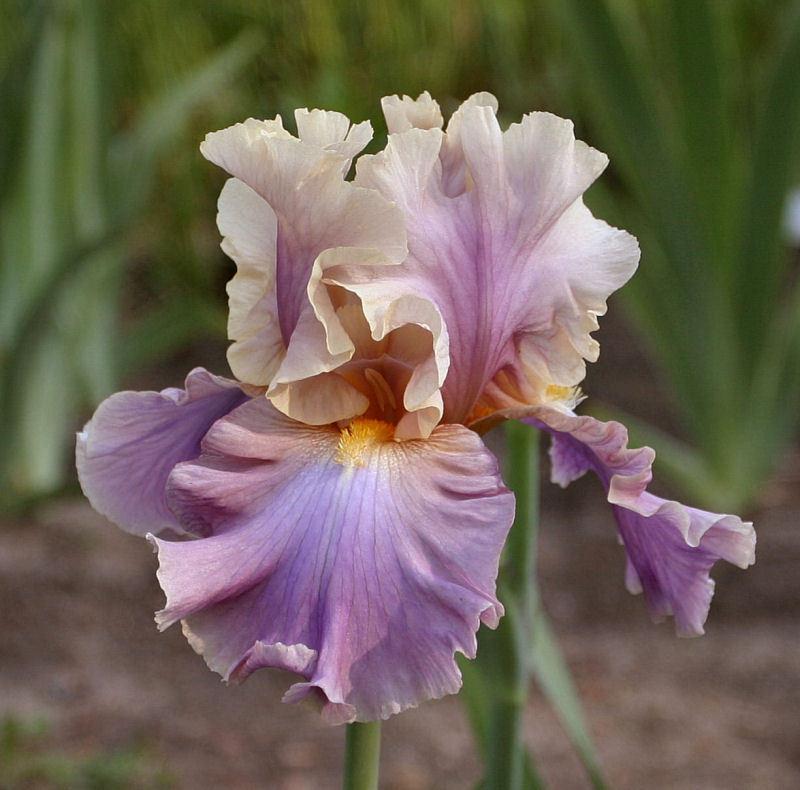 Photo of Tall Bearded Iris (Iris 'Chasing Rainbows') uploaded by MShadow