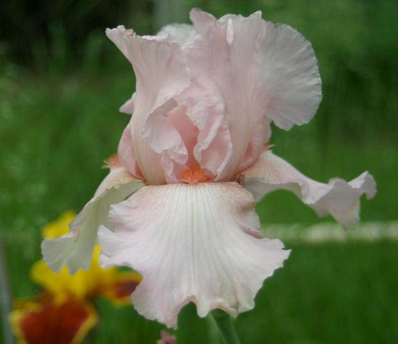 Photo of Tall Bearded Iris (Iris 'Cherub's Smile') uploaded by MShadow