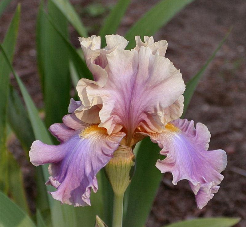 Photo of Tall Bearded Iris (Iris 'Chasing Rainbows') uploaded by MShadow