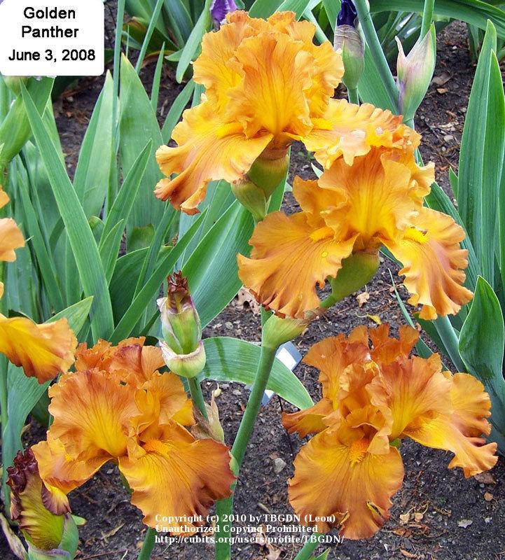 Photo of Tall Bearded Iris (Iris 'Golden Panther') uploaded by TBGDN