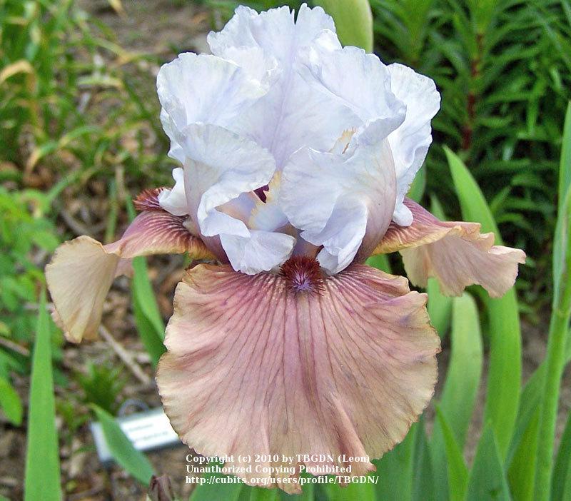 Photo of Tall Bearded Iris (Iris 'Imprimis') uploaded by TBGDN