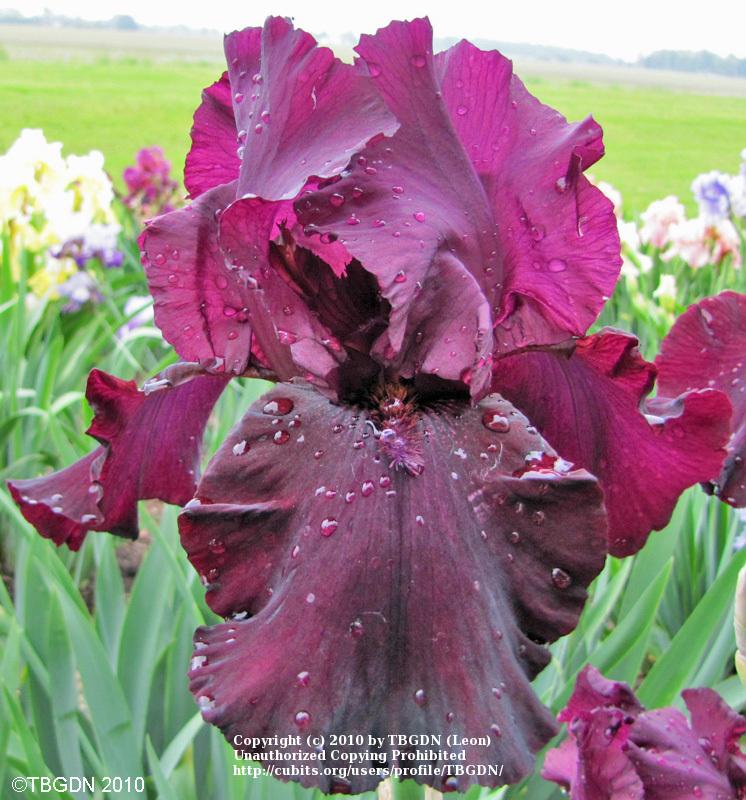 Photo of Tall Bearded Iris (Iris 'Lenten Prayer') uploaded by TBGDN