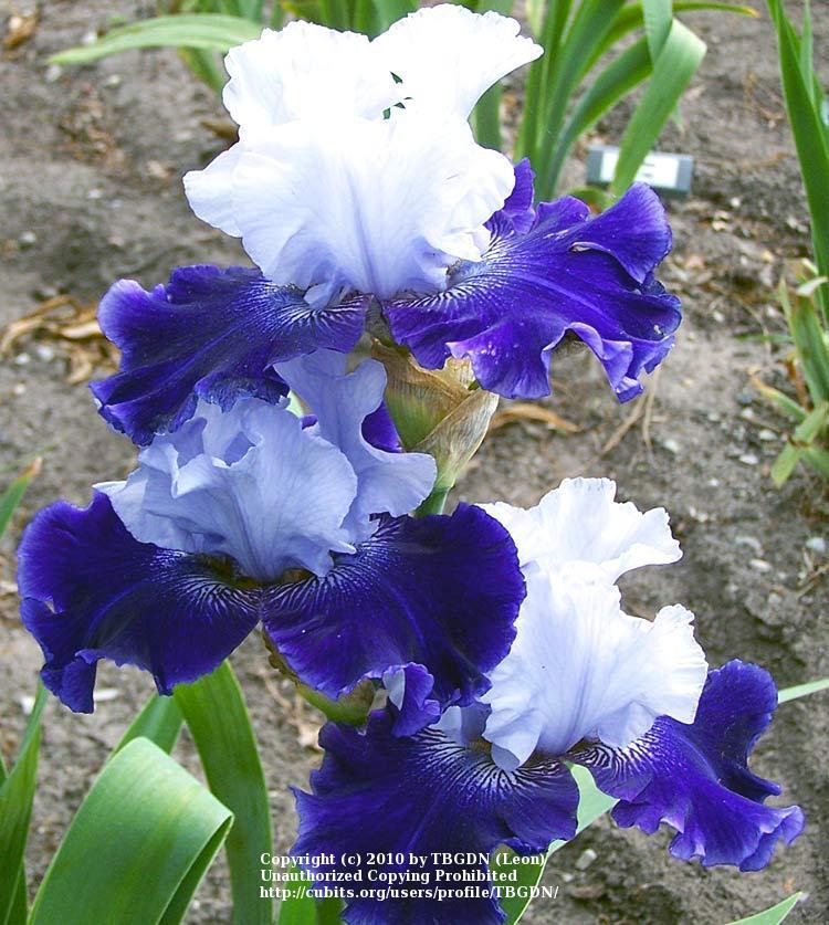 Photo of Tall Bearded Iris (Iris 'World Premier') uploaded by TBGDN