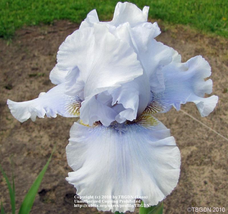 Photo of Tall Bearded Iris (Iris 'Navajo Blue') uploaded by TBGDN