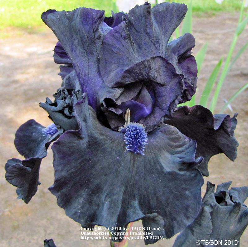 Photo of Tall Bearded Iris (Iris 'Obsidian') uploaded by TBGDN
