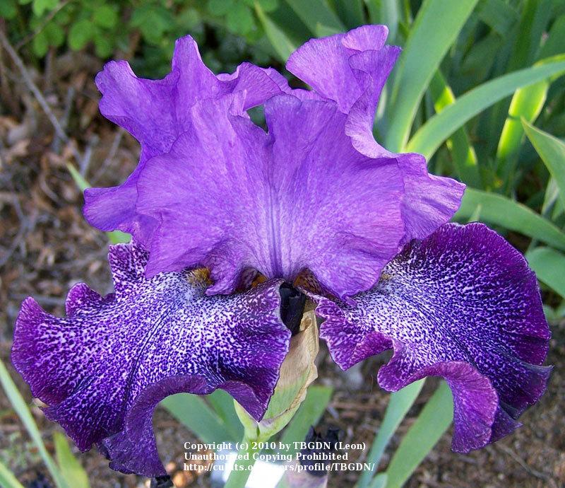 Photo of Tall Bearded Iris (Iris 'Celestial Explosion') uploaded by TBGDN