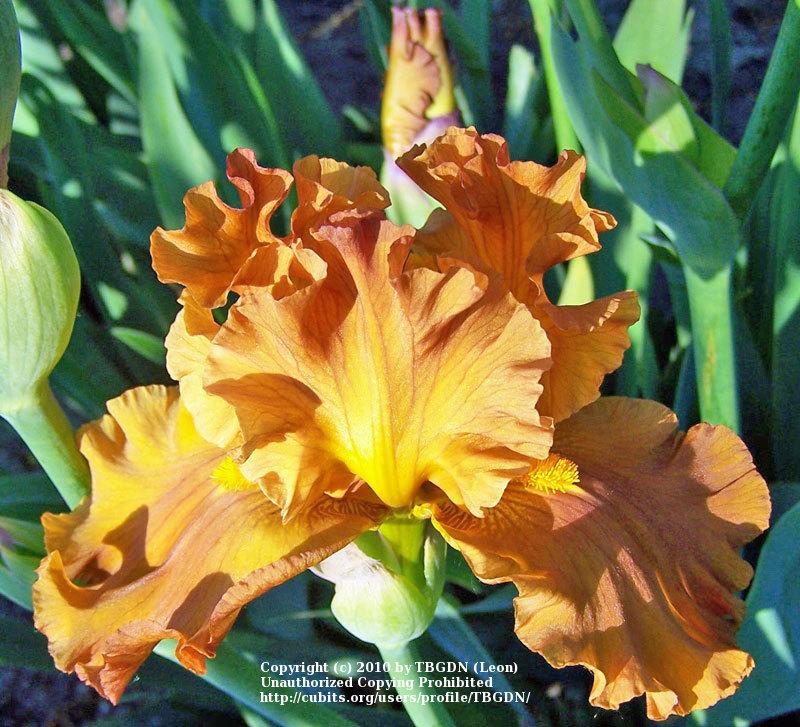 Photo of Tall Bearded Iris (Iris 'Golden Panther') uploaded by TBGDN