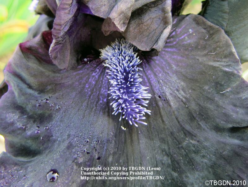 Photo of Tall Bearded Iris (Iris 'Obsidian') uploaded by TBGDN