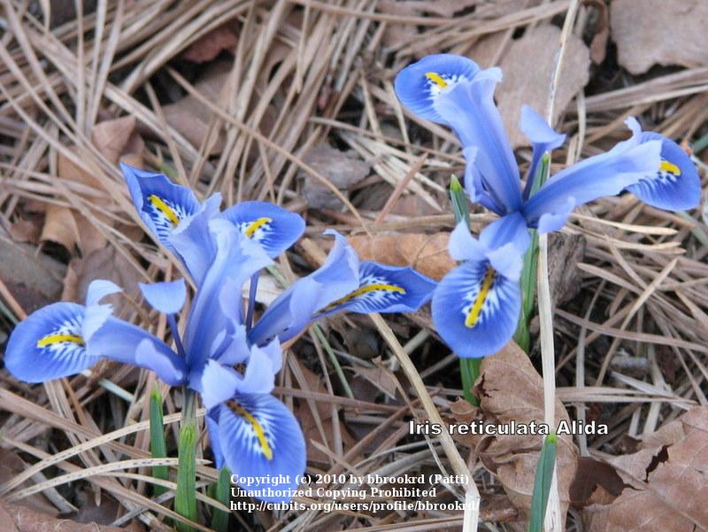 Photo of Reticulated Iris (Iris reticulata 'Alida') uploaded by bbrookrd
