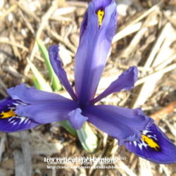 
Iris reticulata Harmony