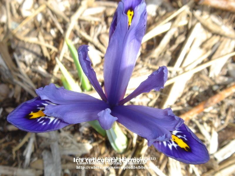 Photo of Reticulated Iris (Iris reticulata 'Harmony.') uploaded by bbrookrd