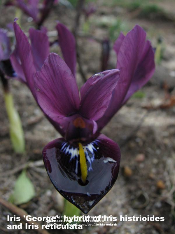 Photo of Reticulated Iris (Iris 'George') uploaded by bbrookrd
